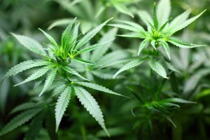 Cannabis als Medizin