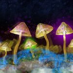 Wie lange sind Pilze (Magic Mushrooms) nachweisbar?