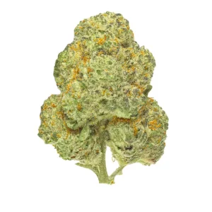 Pedanios 31/1 CMK-CA – Produktbild des Anbieters Bloomwell