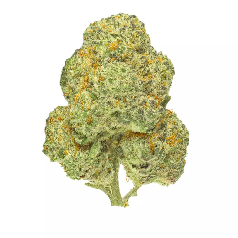 Pedanios 31/1 CMK-CA – Produktbild des Anbieters Bloomwell