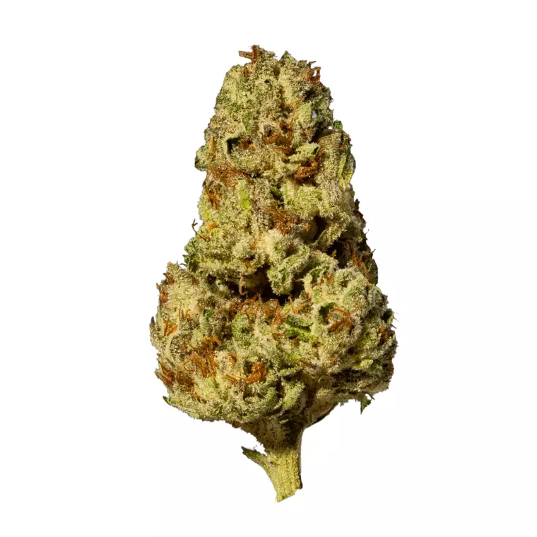 NICE 22/1 BCC – Produktbild des Anbieters Bloomwell