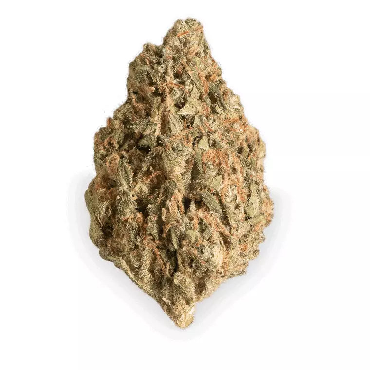 Pedanios 22/1 DNK – Produktbild des Anbieters Bloomwell