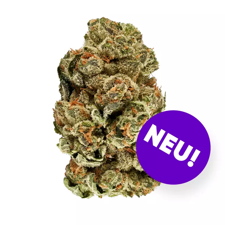 enua 25/1 COZ CA – Produktbild des Anbieters Bloomwell