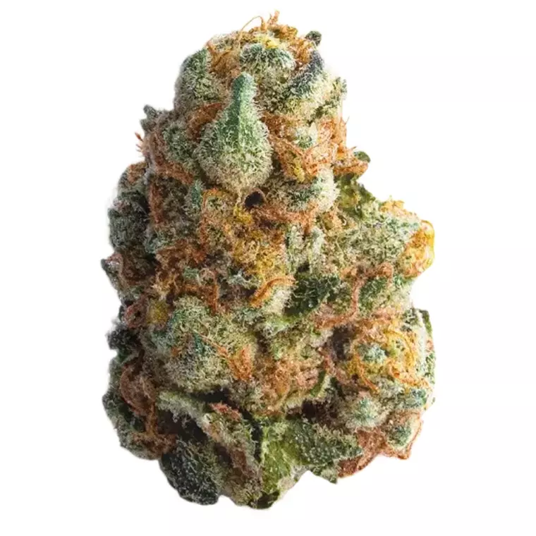 N!CE 31/1 GT – Produktbild des Anbieters Bloomwell