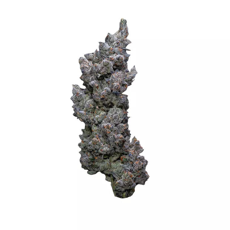 34/1 IUVO SQ – Produktbild des Anbieters Bloomwell