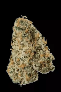 420 Evolution 25/1 CA MSP – Produktbild des Anbieters Bloomwell