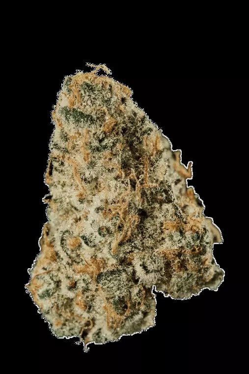 420 Evolution 25/1 CA MSP – Produktbild des Anbieters Bloomwell