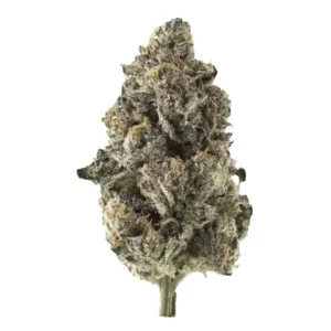 Apollo Aurora 30/1 – Produktbild des Anbieters Bloomwell