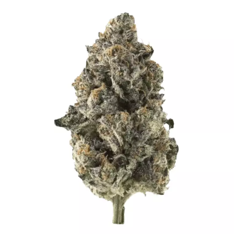 Apollo Aurora 30/1 – Produktbild des Anbieters Bloomwell