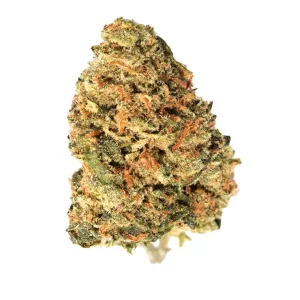 Canify 23/1 CSF Ku. – Produktbild des Anbieters Bloomwell