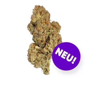 Breezy HIGH LO 25/1 – Produktbild des Anbieters Bloomwell