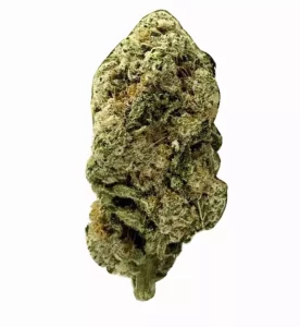 Avaay 26/1 MCO – Produktbild des Anbieters Bloomwell
