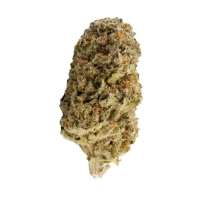 Canify 22/1 CL Ku. – Produktbild des Anbieters Bloomwell