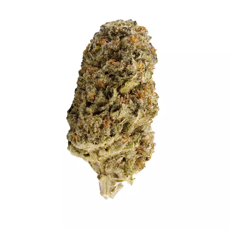 Canify 22/1 CL Ku. – Produktbild des Anbieters Bloomwell