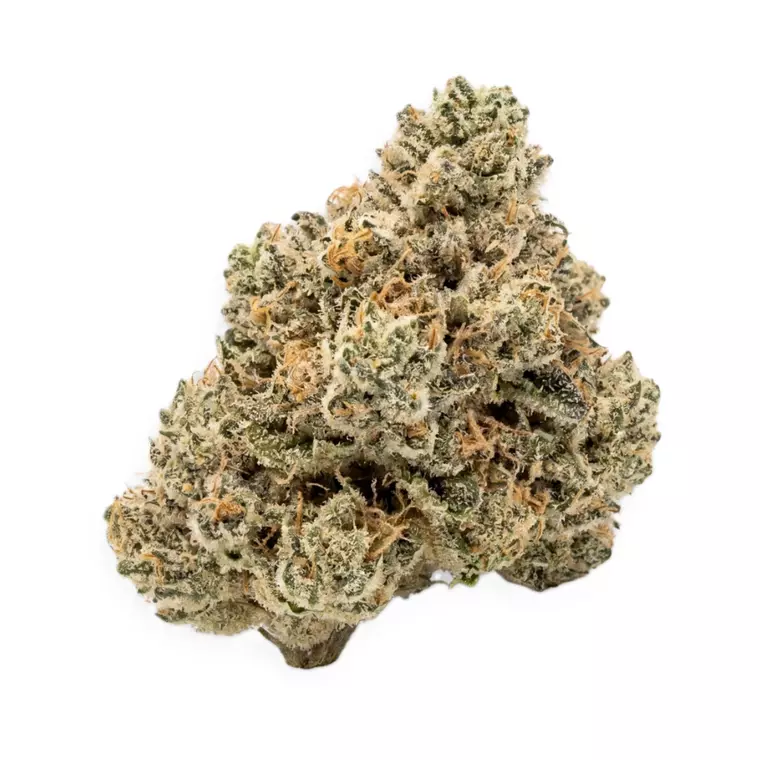 Blayz 22/1 KK – Produktbild des Anbieters Bloomwell