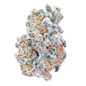 Avaay Signature 26/1 BYY – Produktbild des Anbieters Bloomwell