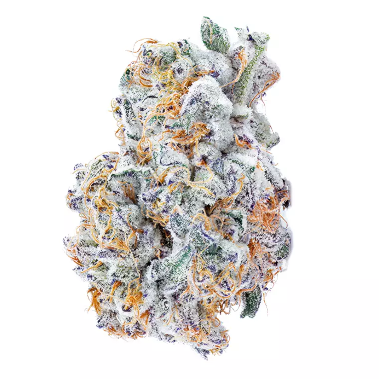Avaay Signature 26/1 BYY – Produktbild des Anbieters Bloomwell