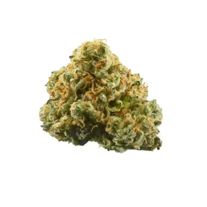 Amici 29/1 AS – Produktbild des Anbieters Bloomwell