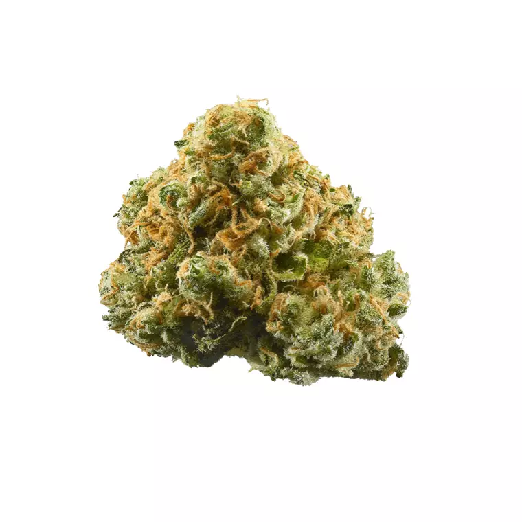 Amici 29/1 AS – Produktbild des Anbieters Bloomwell