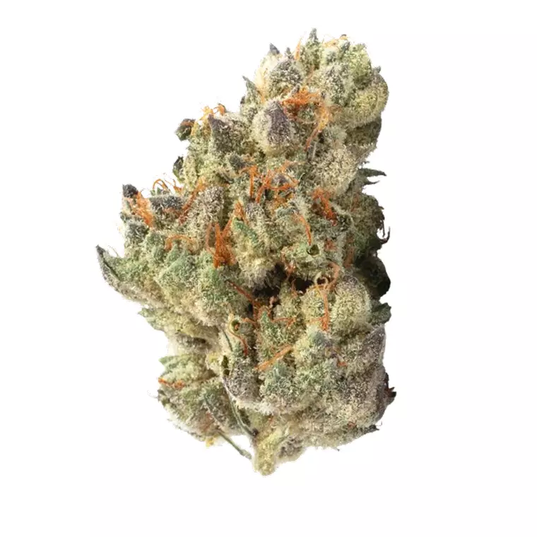 N!CE 22/1 CC – Produktbild des Anbieters Bloomwell