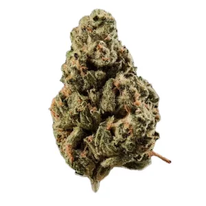 Huala 30/1 CA OCT – Produktbild des Anbieters Bloomwell
