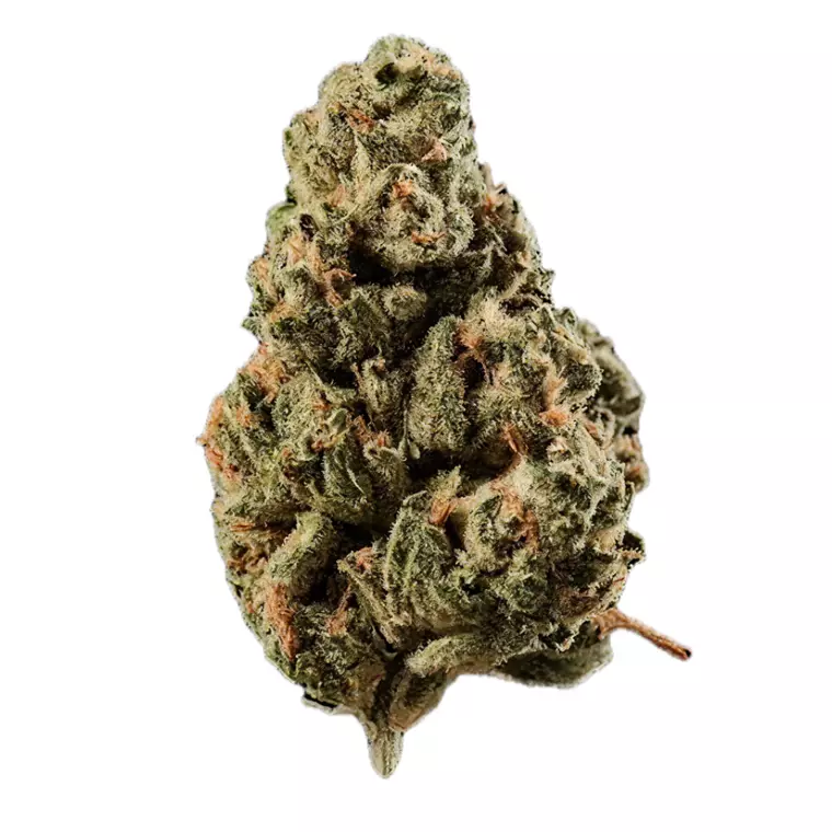 Huala 30/1 CA OCT – Produktbild des Anbieters Bloomwell