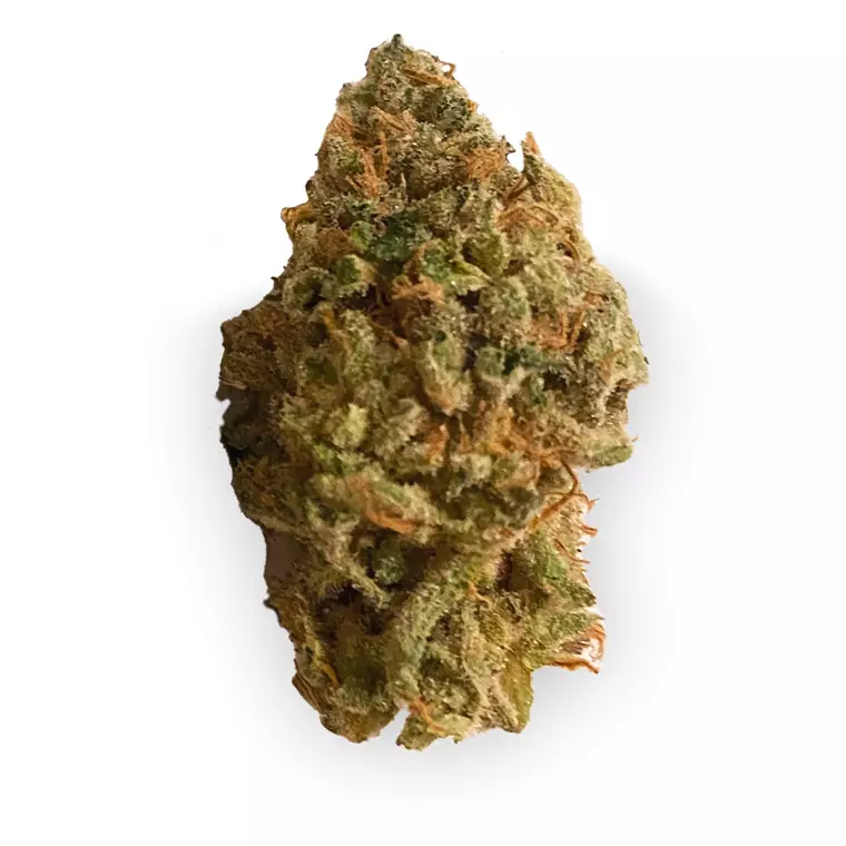 420 Evolution 27/1 CA FLM – Produktbild des Anbieters Bloomwell