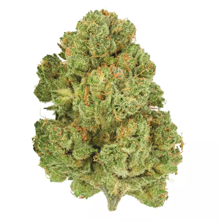 Pedanios 10/13 MBE-CA – Produktbild des Anbieters Bloomwell
