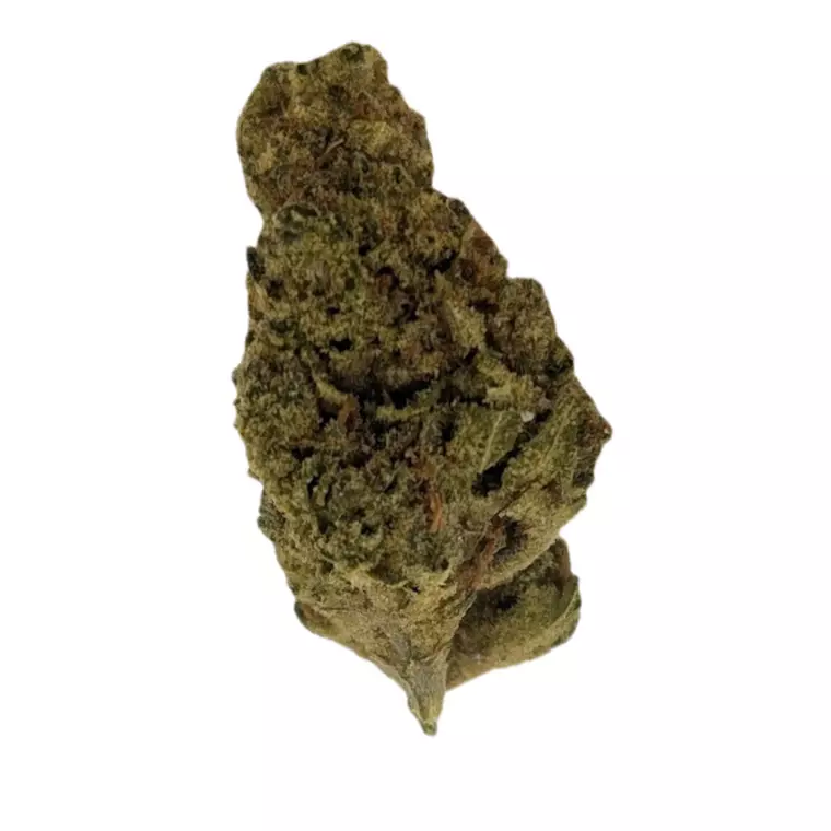 Canify 24/1 LS Ku. – Produktbild des Anbieters Bloomwell