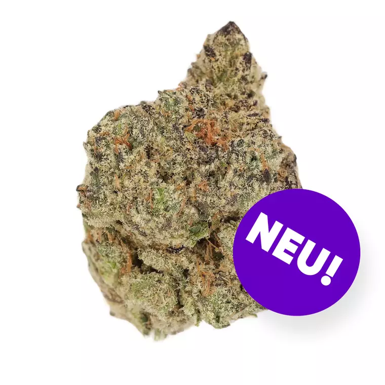 Cannamedical Hybrid Forte SA – Produktbild des Anbieters Bloomwell