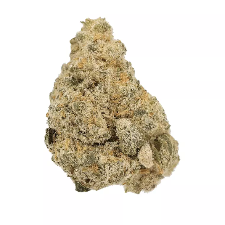 Luana 28/1 LMO – Produktbild des Anbieters Bloomwell