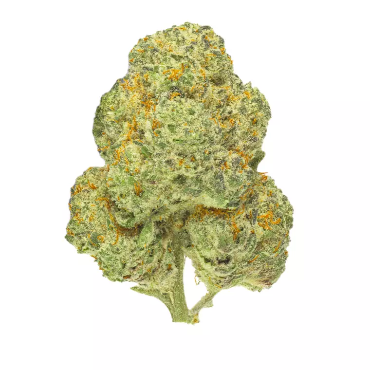Pedanios 28/1 CMK-CA – Produktbild des Anbieters Bloomwell