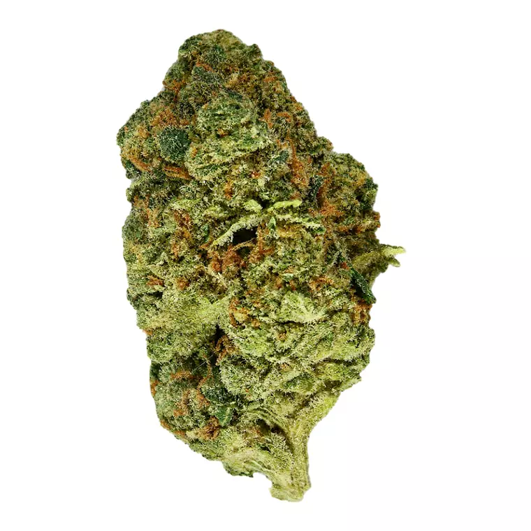 30/1 Amici SLH – Produktbild des Anbieters Bloomwell