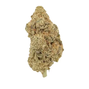 Luana 24/1 Macz – Produktbild des Anbieters Bloomwell