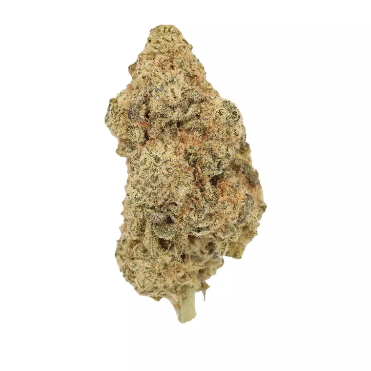 Luana 24/1 Macz – Produktbild des Anbieters Bloomwell