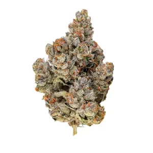 Amici 27/1 HS – Produktbild des Anbieters Bloomwell