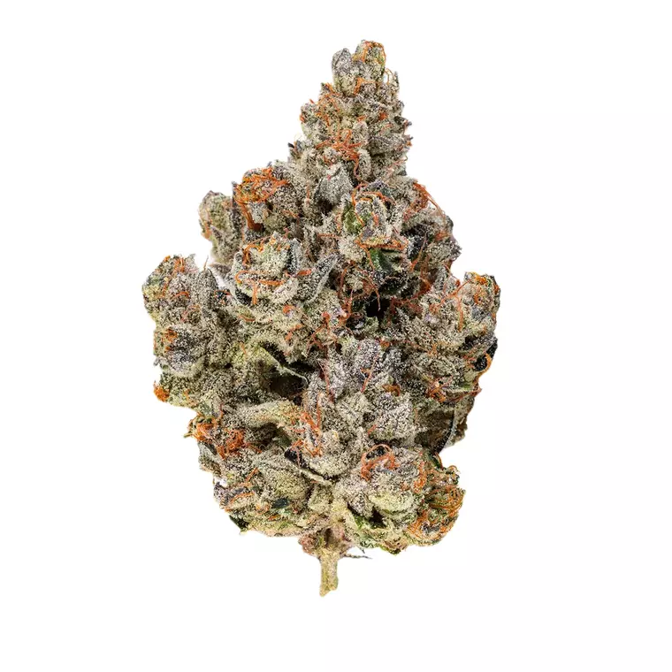 Amici 27/1 HS – Produktbild des Anbieters Bloomwell