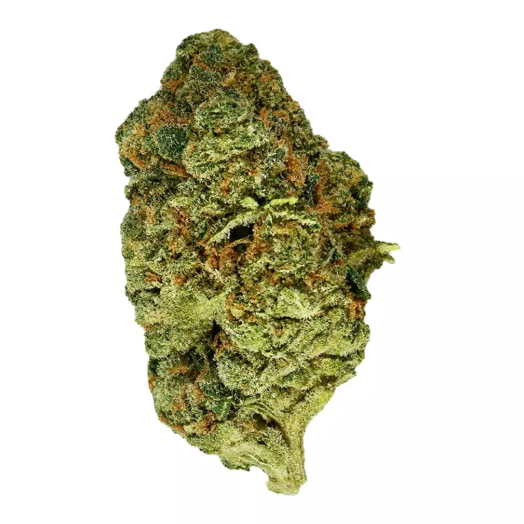 Amici 32/1 SLH – Produktbild des Anbieters Bloomwell