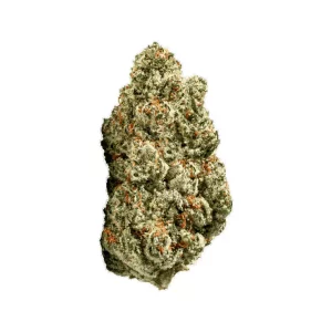 ZOIKS 26/1 SR – Produktbild des Anbieters Bloomwell