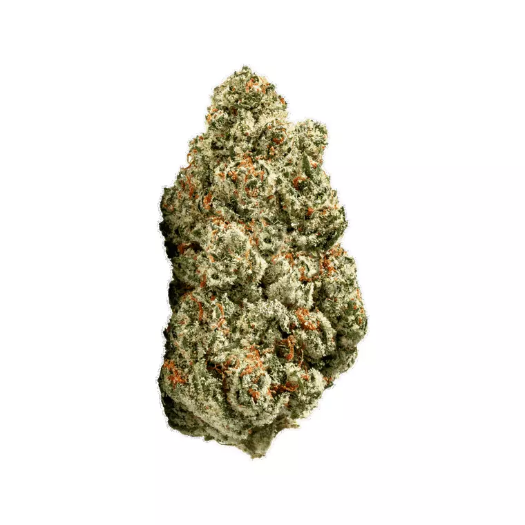 ZOIKS 26/1 SR – Produktbild des Anbieters Bloomwell