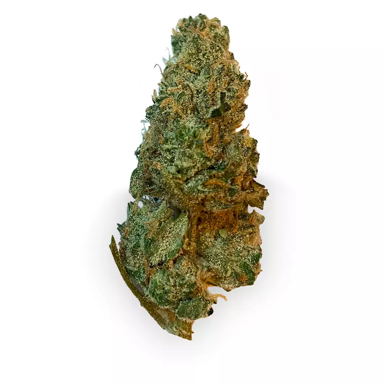 420 Evolution 27/1 CA GMO – Produktbild des Anbieters Bloomwell