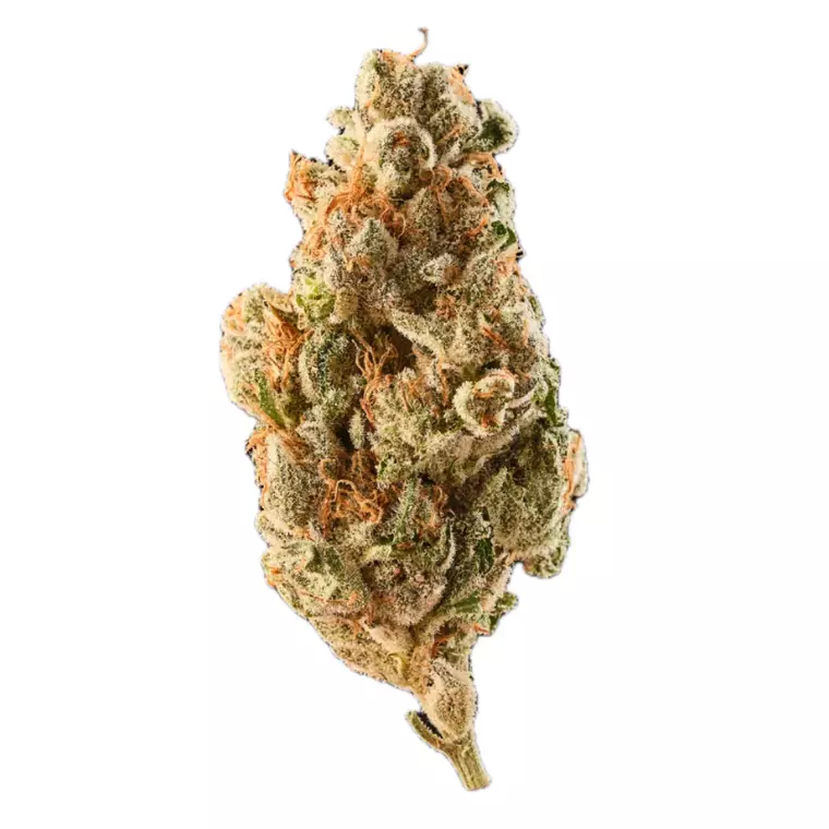 420 COMPOUND TGY 27/1 CA – Produktbild des Anbieters Bloomwell