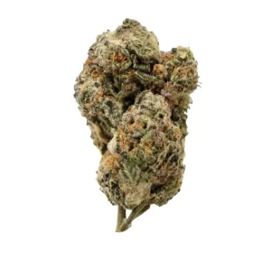 Blayz 24/1 SRS – Produktbild des Anbieters Bloomwell