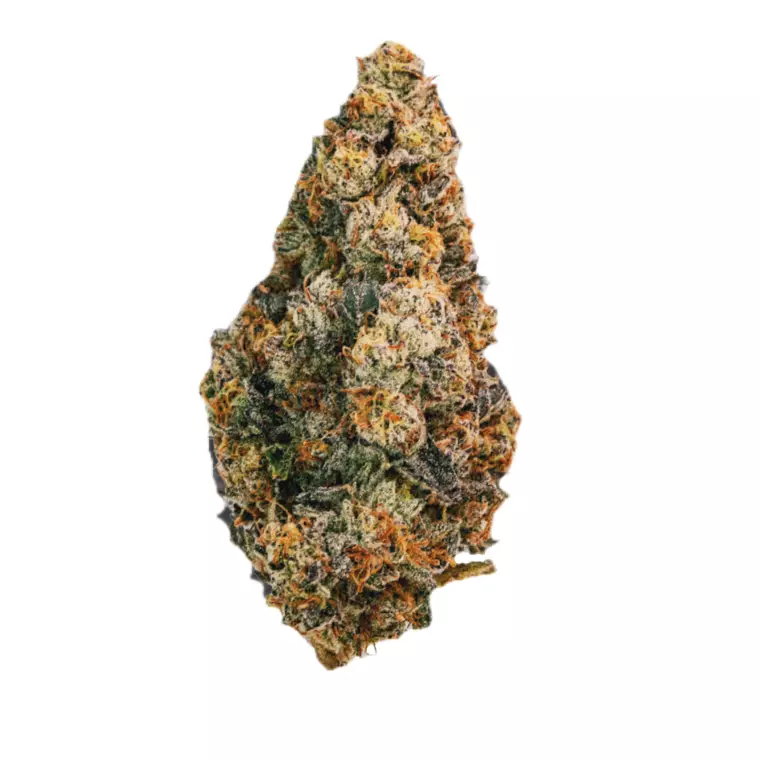 30/1 AMICI SP – Produktbild des Anbieters Bloomwell