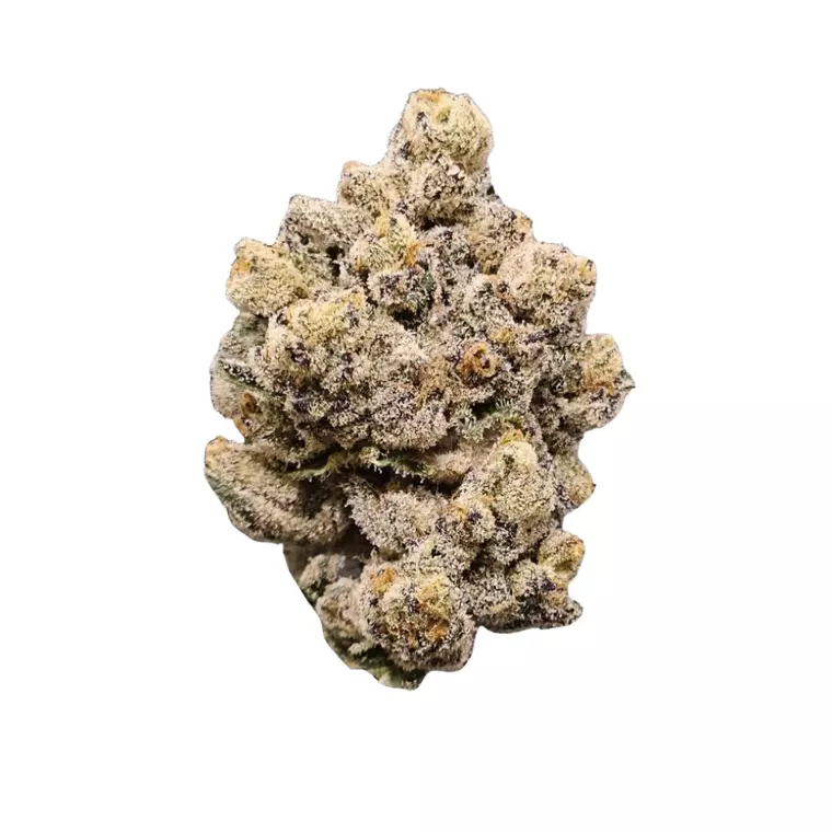 AMICI 33/1 GB – Produktbild des Anbieters Bloomwell