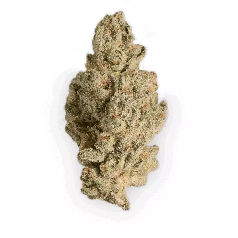 420 Natural 20/1 CA GG4 – Produktbild des Anbieters Bloomwell