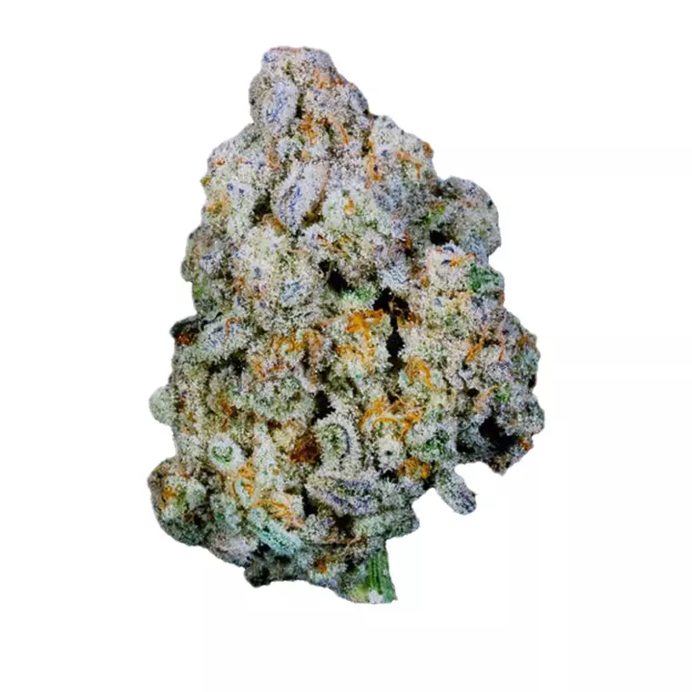 Apollo 25/1 BFT – Produktbild des Anbieters Bloomwell