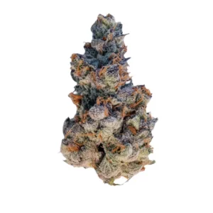 AMICI 30/1 GROG – Produktbild des Anbieters Bloomwell