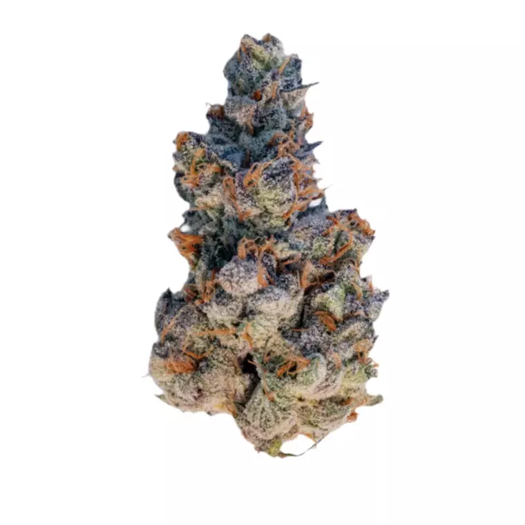AMICI 30/1 GROG – Produktbild des Anbieters Bloomwell