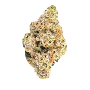 Amici 26/1 BP – Produktbild des Anbieters Bloomwell